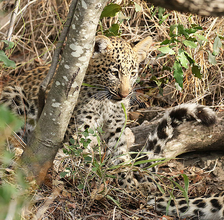 Delta of Okavango