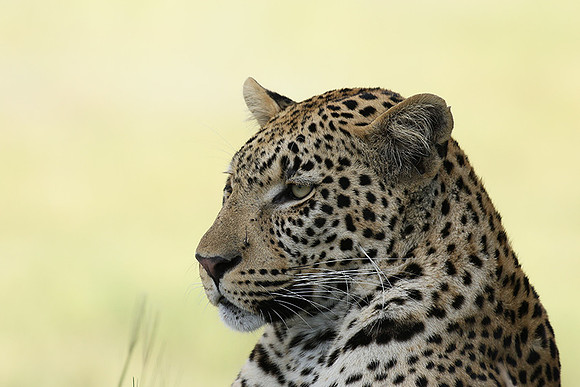 Leopard Moemedi - Delta of Okavango