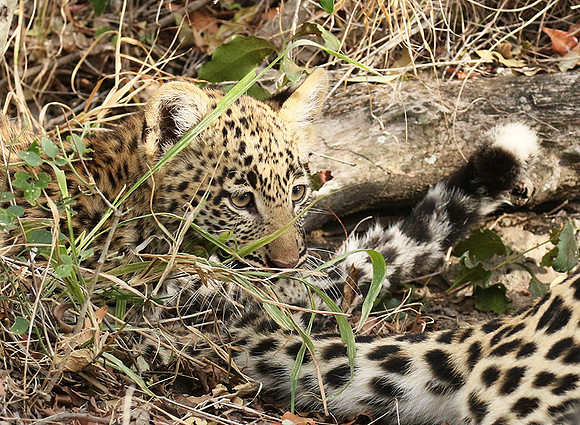 Delta of Okavango