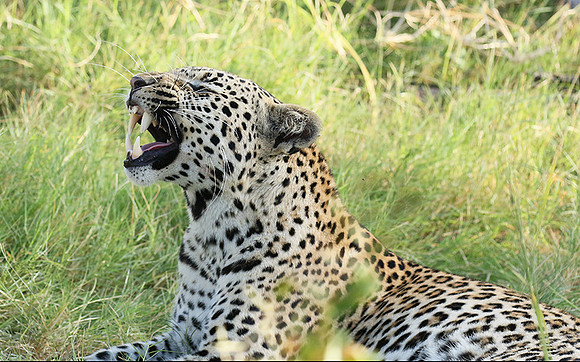 Leopard Moemedi - Delta of Okavango