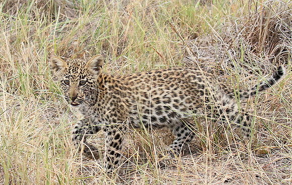 Delta of Okavango