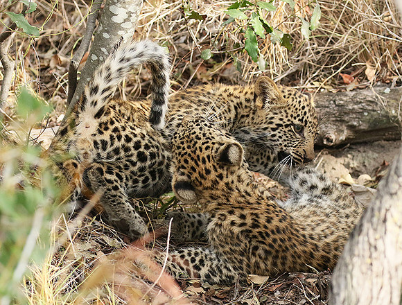 Delta of Okavango