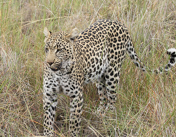 Delta of Okavango