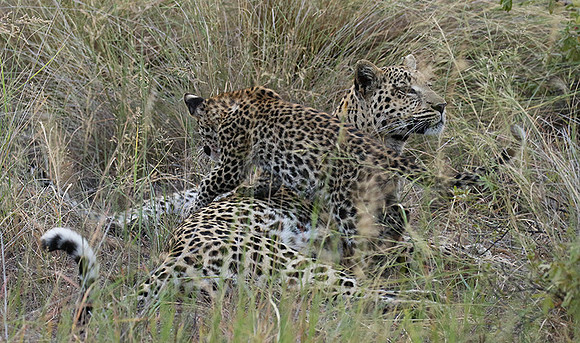 Delta of Okavango
