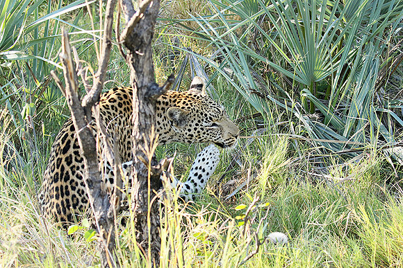 Leopard Moemedi - Delta of Okavango