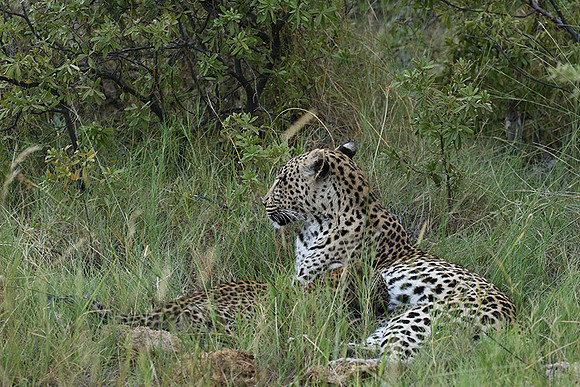 Delta of Okavango