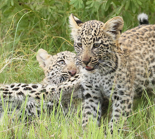 Delta of Okavango