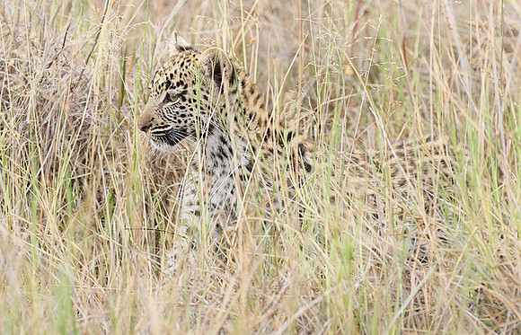 Delta of Okavango