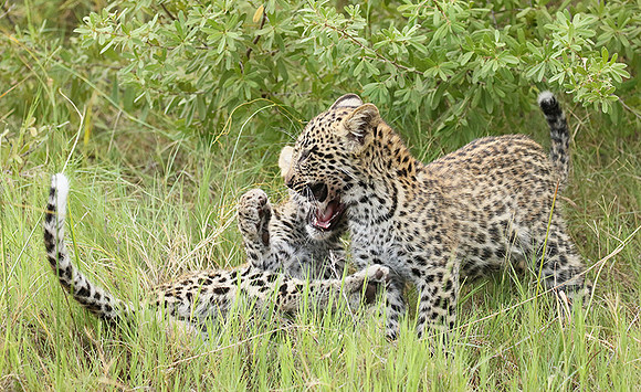 Delta of Okavango