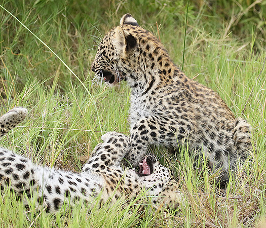 Delta of Okavango