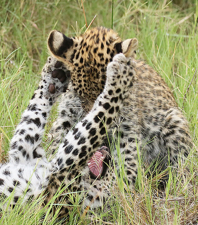 Delta of Okavango