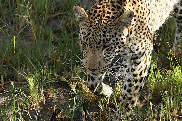 Leopard Moemedi - Delta of Okavango
