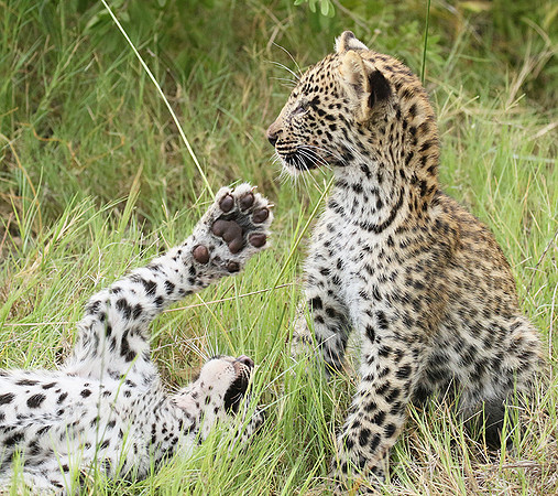 Delta of Okavango