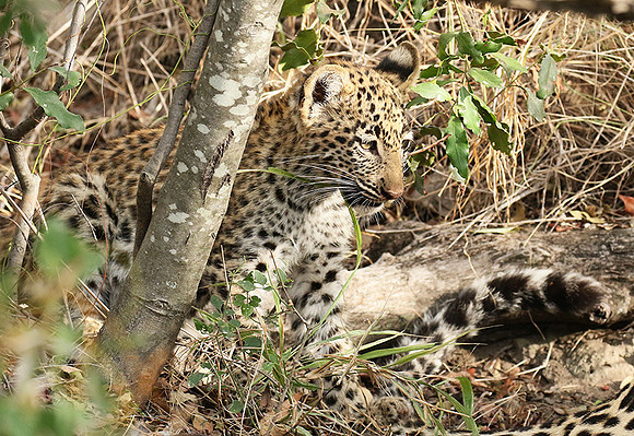 Delta of Okavango