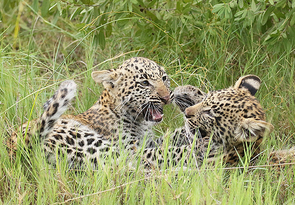 Delta of Okavango