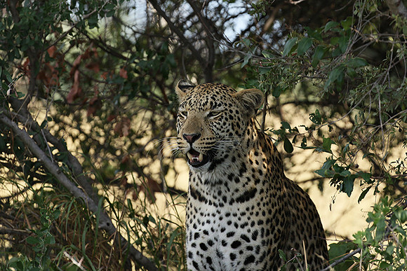 Leopard Moemedi - Delta of Okavango