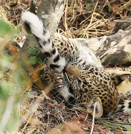 Delta of Okavango