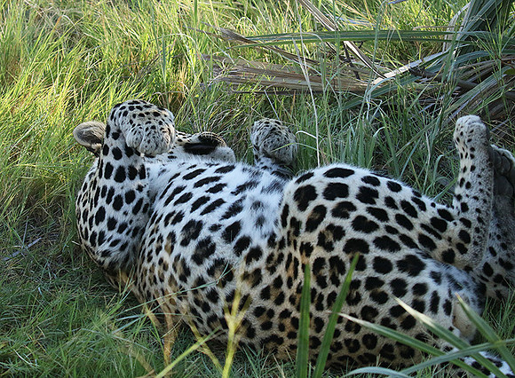 Leopard Moemedi - Delta of Okavango