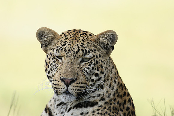 Leopard Moemedi - Delta of Okavango
