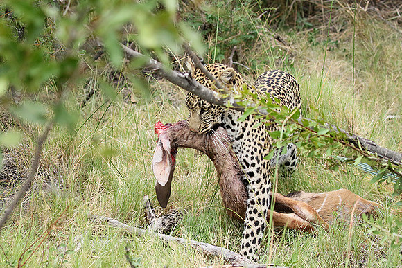 Delta of Okavango