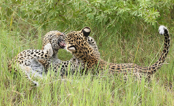 Delta of Okavango
