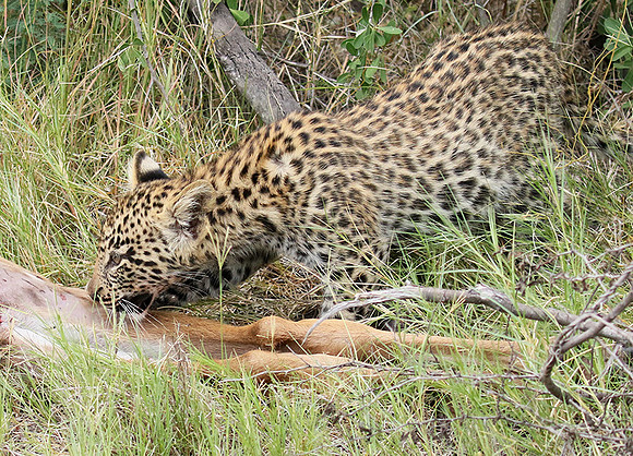 Delta of Okavango