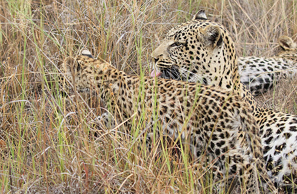 Delta of Okavango