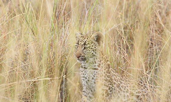 Delta of Okavango