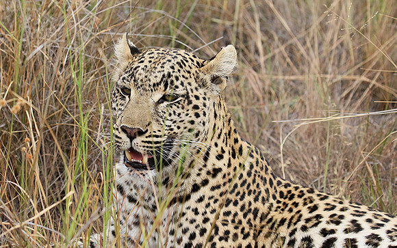 Delta of Okavango