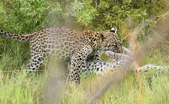 Delta of Okavango