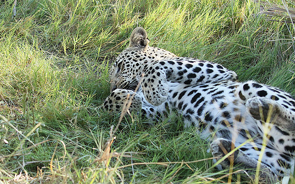 Leopard Moemedi - Delta of Okavango
