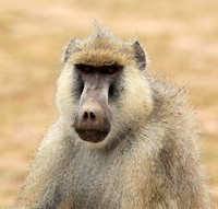Baboon - Amboseli