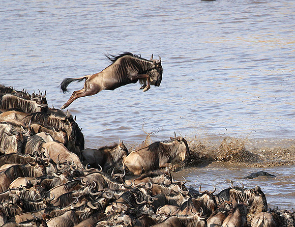 Masaï Mara - crossing the river