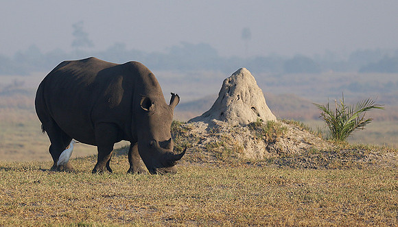 Duba Plain