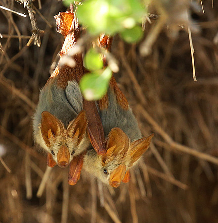 Masaï Mara : yellow-winged bats