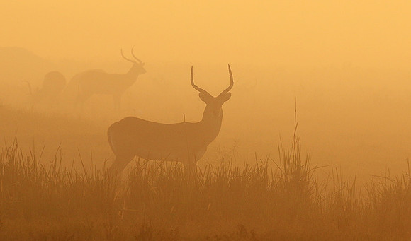 Duba Plains