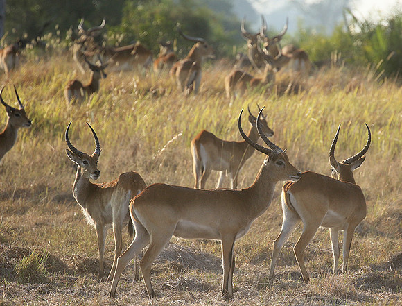 Moremi game reserve