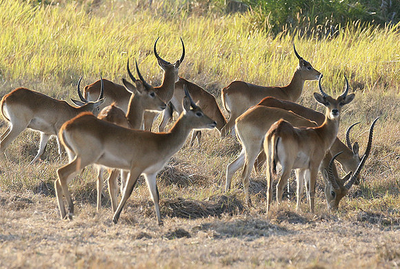 Moremi game reserve