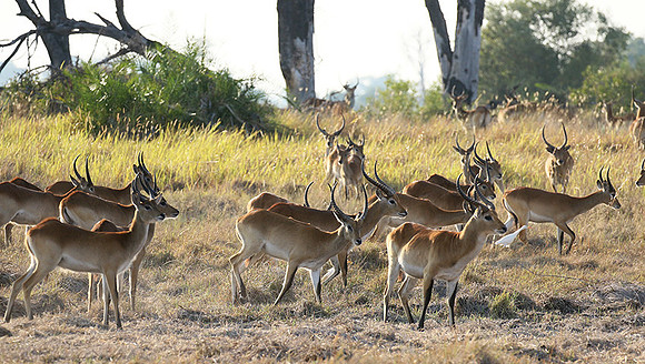Moremi game reserve
