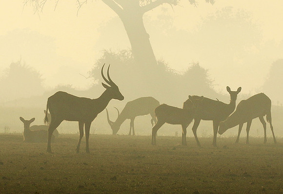 Duba Plains