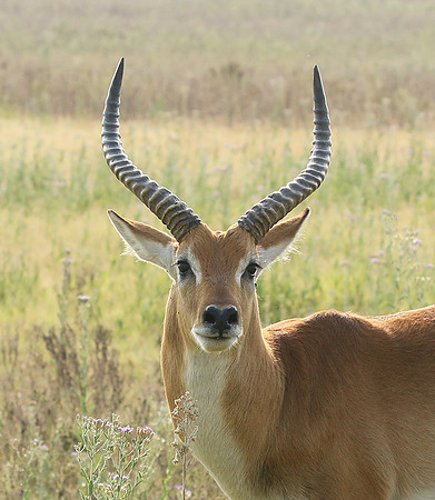 Duba Plains