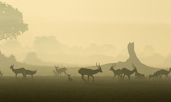Duba Plains