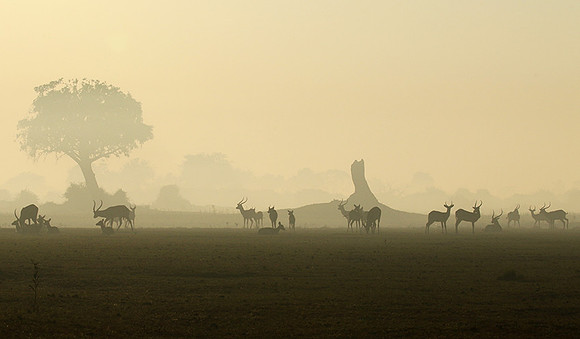 Duba Plains