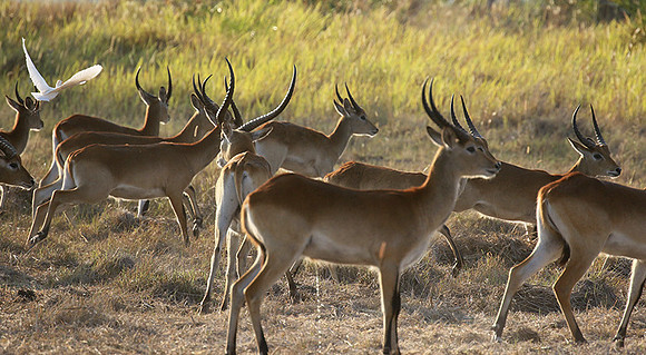 Moremi game reserve