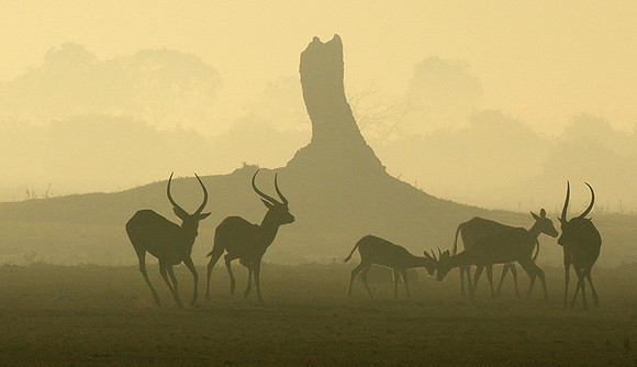 Duba Plains