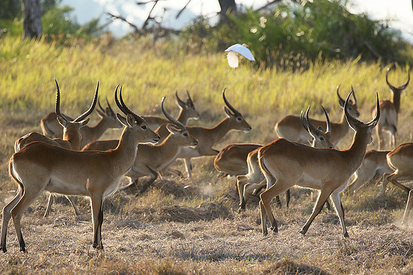 Moremi game reserve
