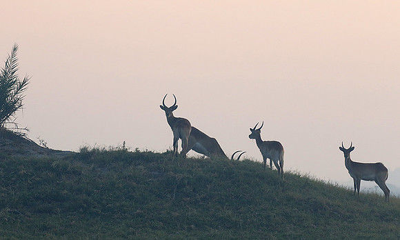 Duba Plains