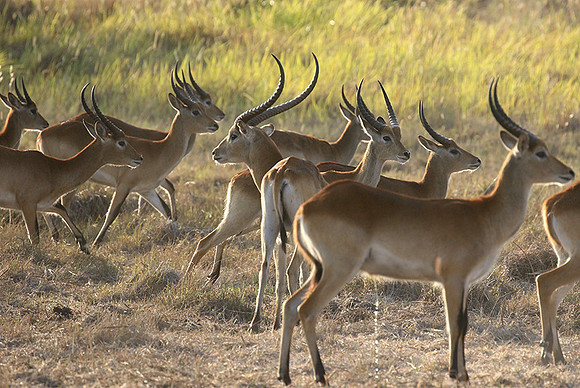 Moremi game reserve