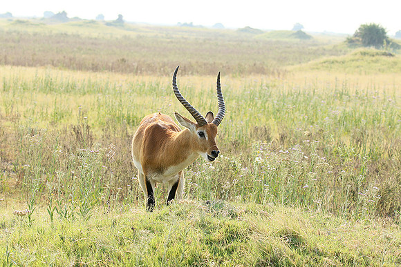Duba Plains