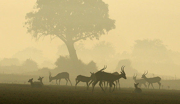 Duba Plains